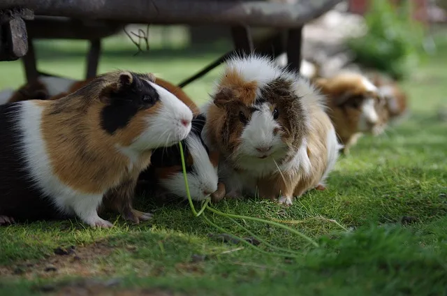 guinea pig representing pet insurance options in Portugal