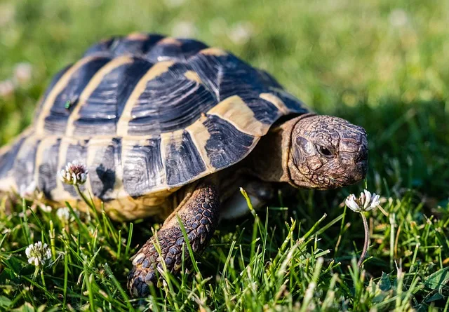 tortoise representing pet insurance options in Portugal
